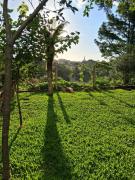 Top São Francisco de Paula