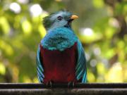 Top San Gerardo de Dota