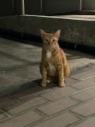 Mookda House Chinatown BKK near MRT Samyot