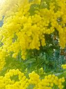 Appartement rez de jardin villa proximité plage et centre