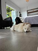 A retreatpets are part of the holiday