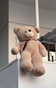 Teddy