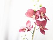 Hôtel Brasserie Le Lion dOr