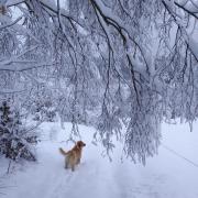 Top Uście Gorlickie