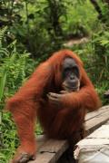 Top Bukit Lawang