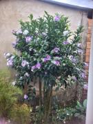 El Rancho de mi viejo