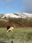 Deer Cabin-hot tub-dog friendly-mountain view