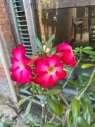 Casa maravilhosa Olinda