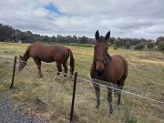 Top Stawell