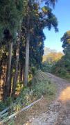 Top Mirik