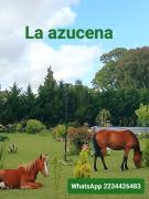 Complejo las azucenas