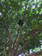 The Pineapple House Unawatuna