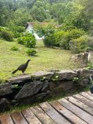 Top Campos do Jordão