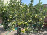 Top Santa Cruz de Flores