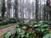 janani ecostay