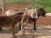 Top Étival-Clairefontaine