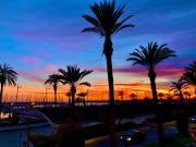 Palmeras Puerto Torrevieja