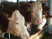 Top San Pietro in Gardena