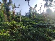 Top Madikeri