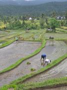 Top Munduk