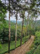 Top Vagamon