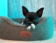 Sunset I Bodensee I St Gallen I Bregenz I Appenzell I Vaduz