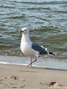 Villa Heideschloss Lubmin Ostsee Deutschland