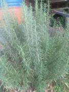 Top Ingeniero Maschwitz