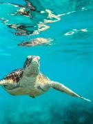 Porto Roma Seaside Studios