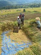 Top Munduk