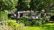 Top Goffs Oak