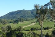 Top Glen Ellen