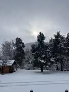 Top Allos