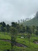 Sunflower Villa Cottage Coonoor