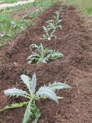 Top San Fratello Top San Fratello