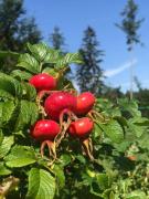 Top Bystrzyca Kłodzka