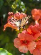 Ricordi Siciliani - Charme Rooms