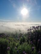 Top Hazyview