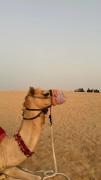 Camel riding trip