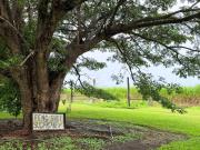 Top Proserpine