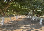 Top Hatikhuli