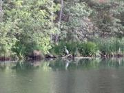 Top North Fork