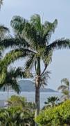 Top Guarujá