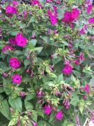 Top San Giovanni Rotondo