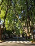 Top Olivos