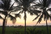 Top Ubud