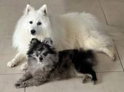 Top Saint-Georges-lès-Baillargeaux