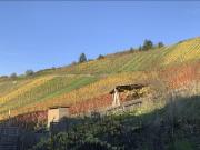 Top Zell an der Mosel