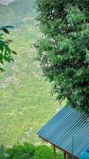 Jibhi Pine Nature Tree house