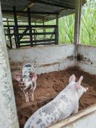 Top Fortuna Top Fortuna